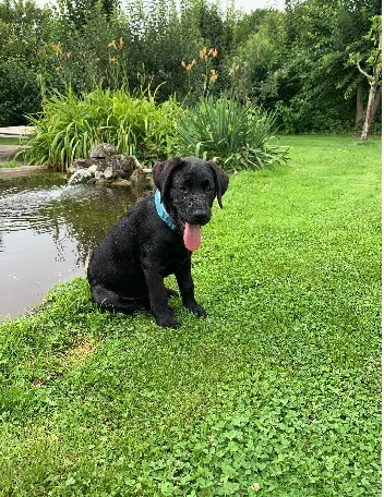 Platon – der Labrador von Rolf Neumayr
