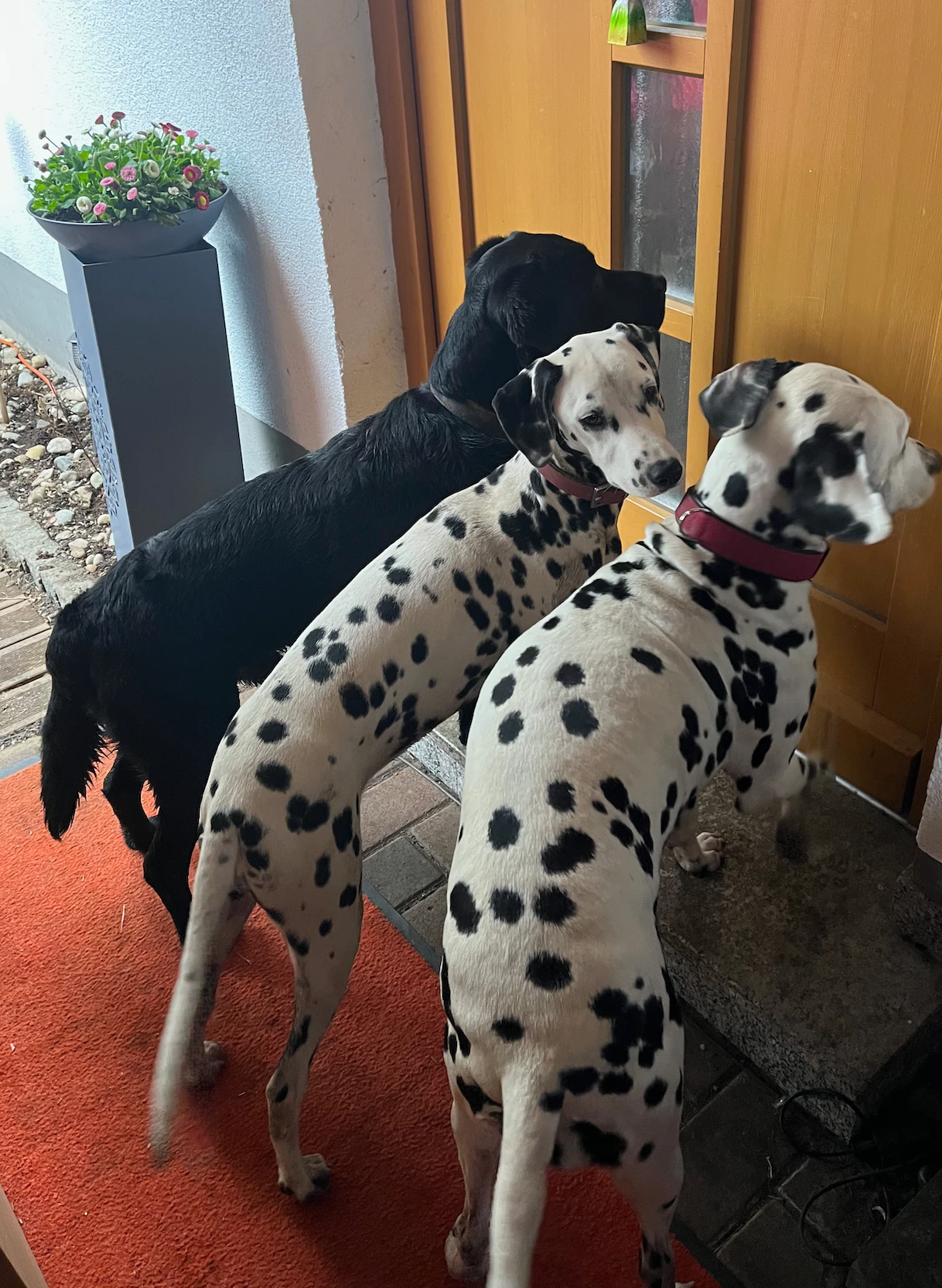 Unsere drei Hunde